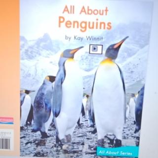 All about penguin