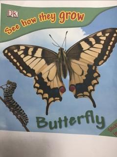 See how they grow Butterfly-20220910