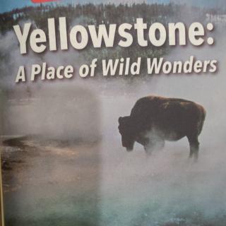 Yellowstone: A Place of Wild Wonders