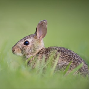 故事《聪明的兔子》（中英双语）