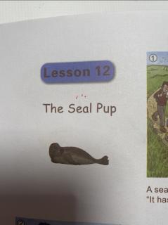 the seal pup