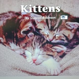 Kittens