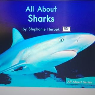 All about sharks