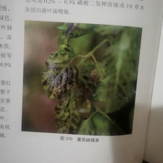 番茄缺素症状