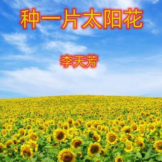 《种一片太阳花》李天芳