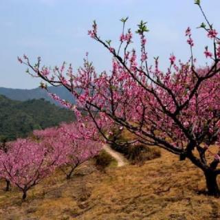 《草房子》节选