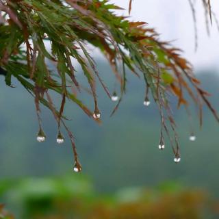 罗伯特•伯莱《多雨的九月》