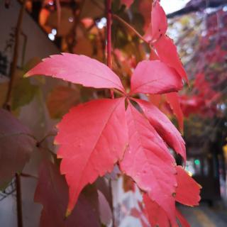 飘飘红叶，唯美了整个秋