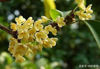 3.《桂花雨》