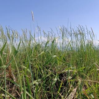 《植物妈妈有办法》