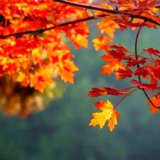 人间最美是清秋，生命最美是安然