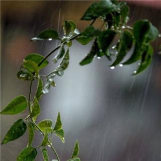 最浪漫的秋雨
《夜雨寄北》唐·李商隐