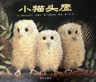 《小猫头鹰🦉》