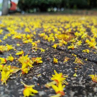 《秋季小黄花》文岛