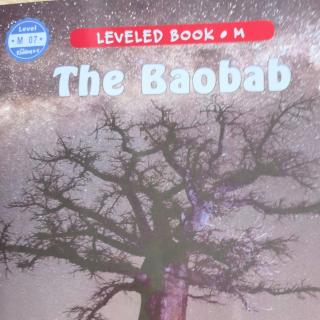 The baobab