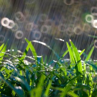 乍雨初晴-琵琶雨