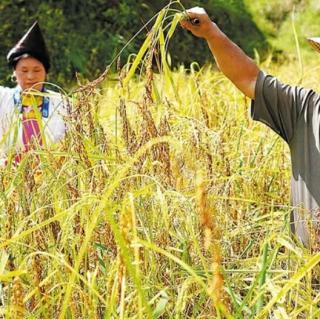 Autumn harvest to be better than expected