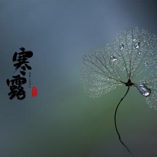 寒露三候：鸿雁来宾；鸟入大水为蛤；菊有黄华