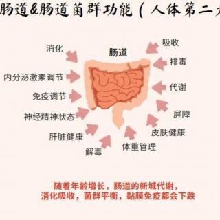 肠营养 常健康