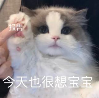 我想当你的猫咪