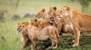 动物世界之超级狮群