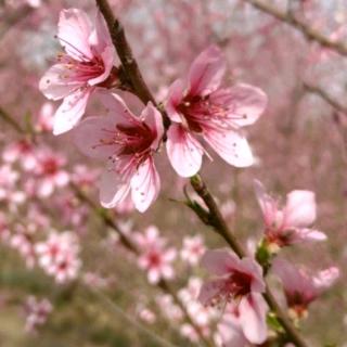 朝花夕拾《二十四孝图》李文彤