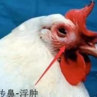 鸡传染性鼻炎的防控