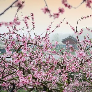 一首桃花