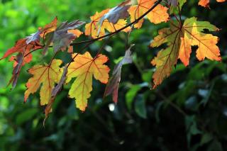 《梧桐树》节选 朗读：其远（8岁）