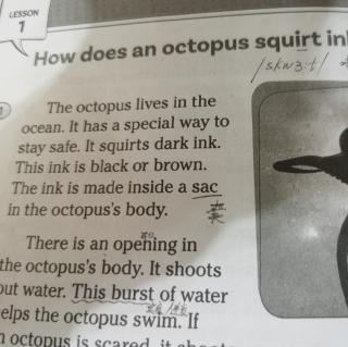 Lesson1 How does an octopus squirt ink?