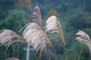 飞舞的芦花/陈革非