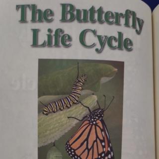 The butterfly life cycle