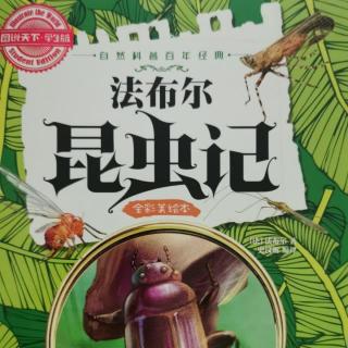 法布尔昆虫记-蝉•歌唱家背后的心酸