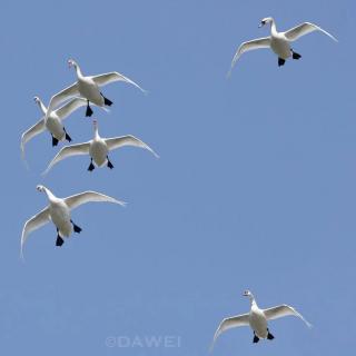 观鸟小百科：鸟类的迁徙（2）