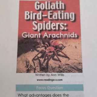 20221022-Goliath Spiders