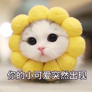 狮子烫头发🦁️