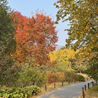 国家植物园观鸟：秋意秋色正当时