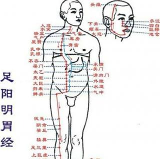 足阳明胃经从滴23个穴位开始至45个穴位厉兑穴