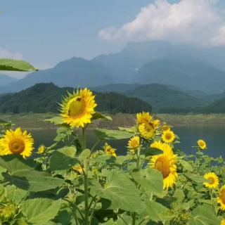 《那棵老柳树》