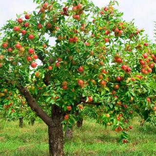 做一棵永远成长的苹果树