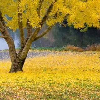 《一棵深秋的银杏树》

作者：王妍丁 