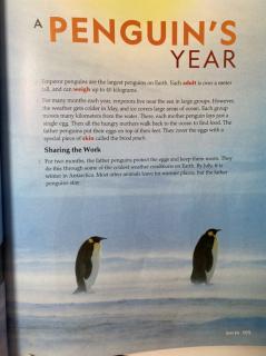 RE F8A A Penguin's Year
