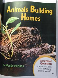 Animal 's Building  Homes