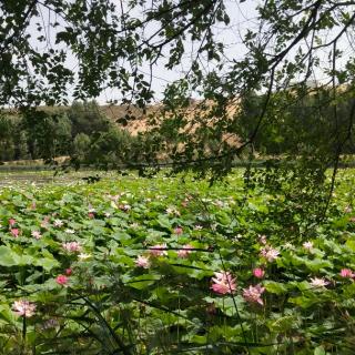 《道德经妙解》序文   目录