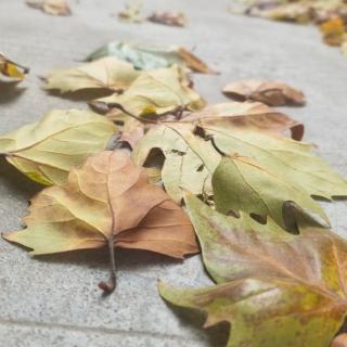 落叶  风铃草