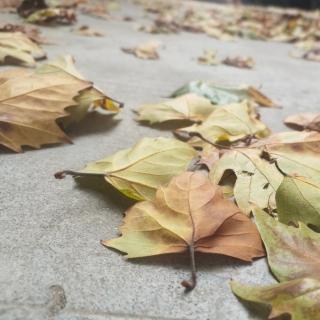 落叶  细雨