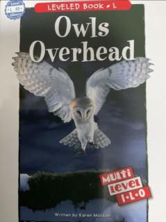 Owls Overhead
