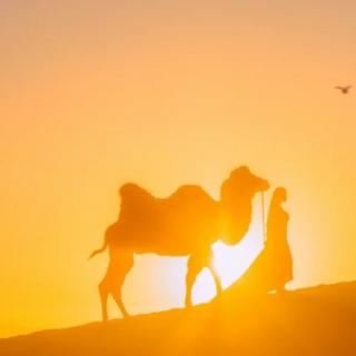 科学知识小分享:骆驼🐫