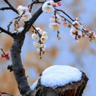 经典诗词诵读《雪梅》