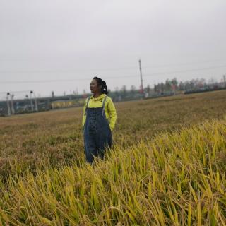 听雨    季羡林